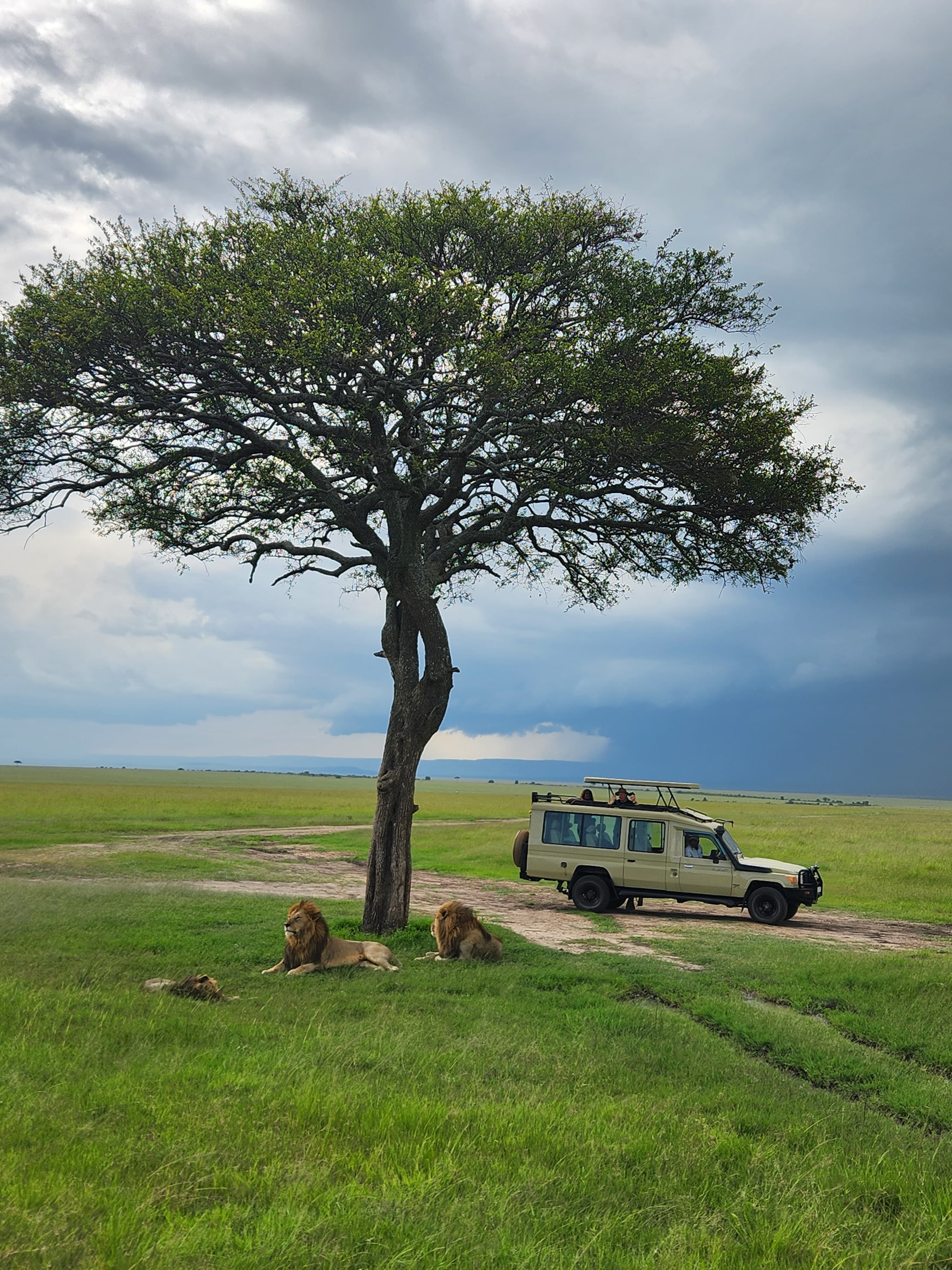 Masai Mara, Kenya